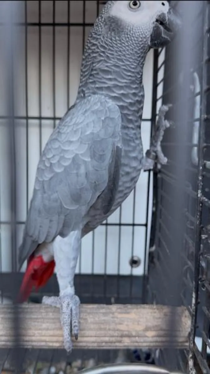 Jako Papağanı Fiyat Görüşülür 