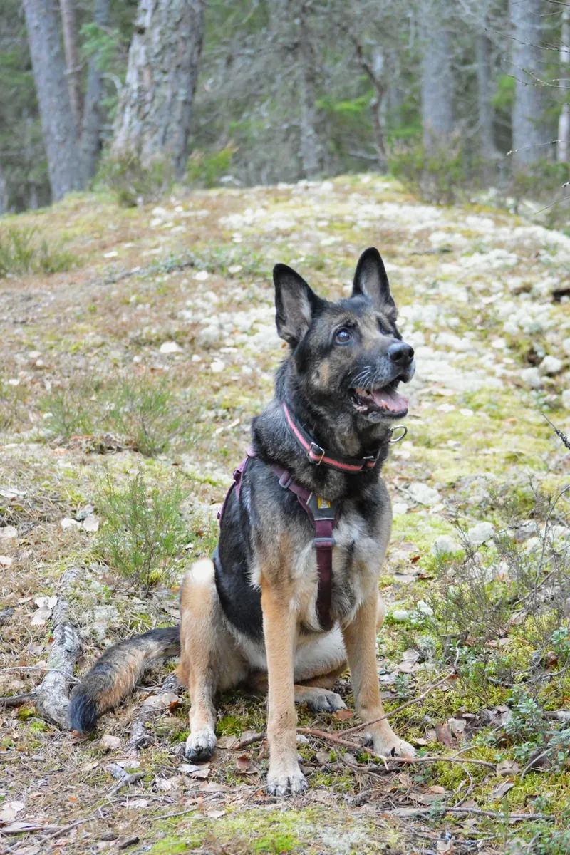 Alman çoban köpeğinin daha iyi bir düzeneğe ihtiyacı var.