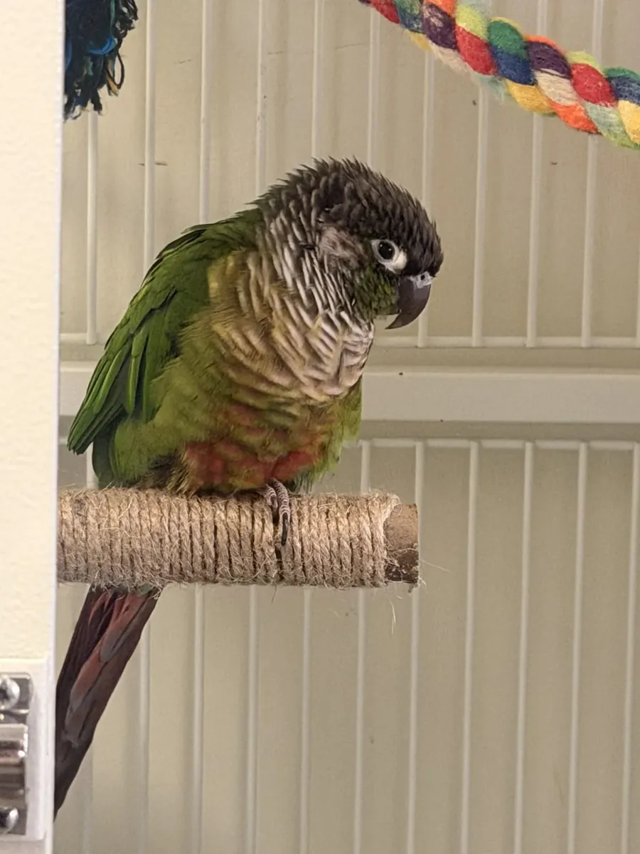 Konur papağanı pasif sahipler için uygun değildir.