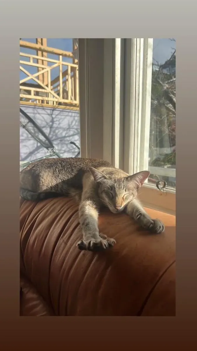 her şeyi fark eden kedi