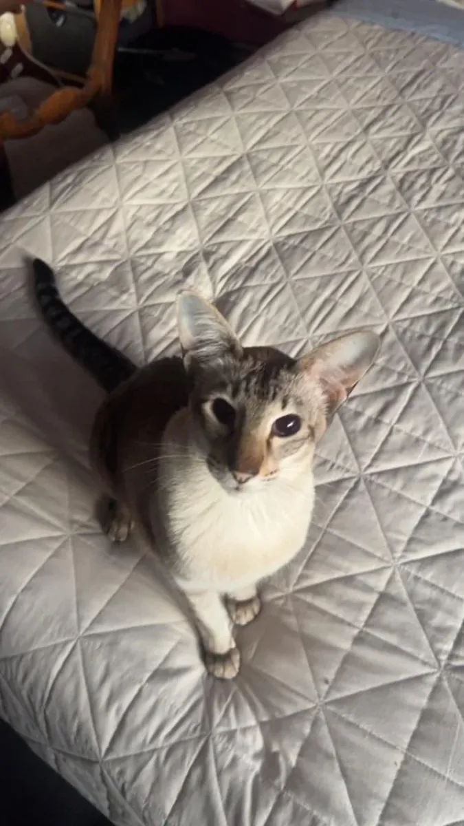 her şeyi fark eden kedi