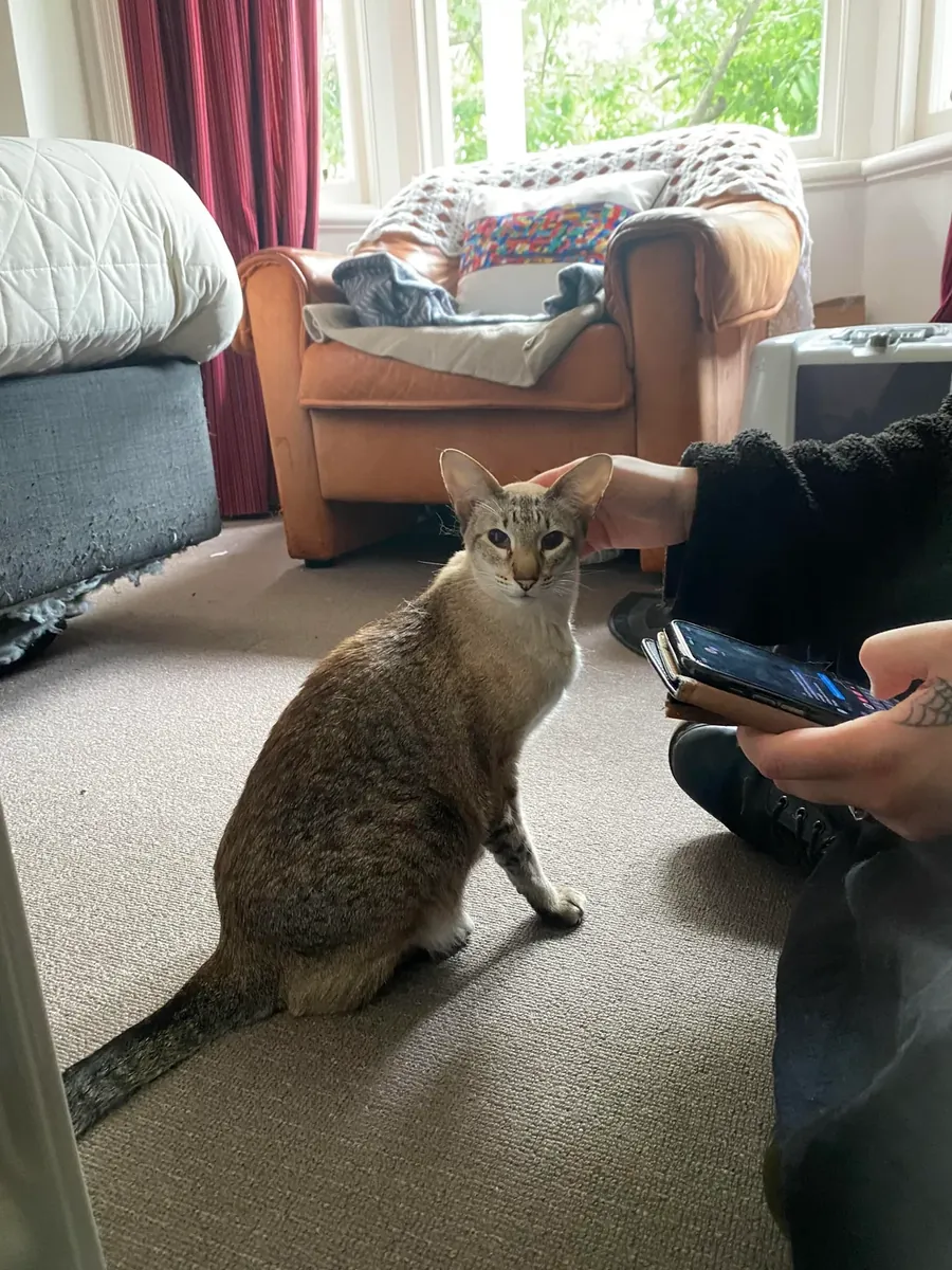 her şeyi fark eden kedi