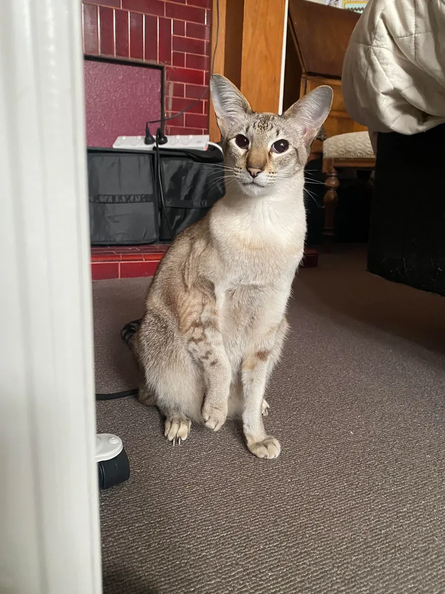 her şeyi fark eden kedi