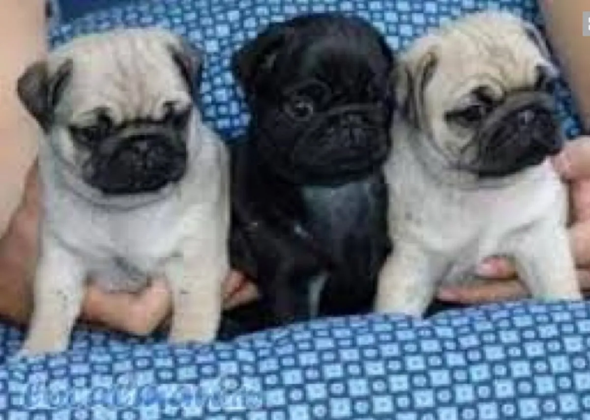 Preciosos cachorros Pug color beige registrados en el AKC en venta 