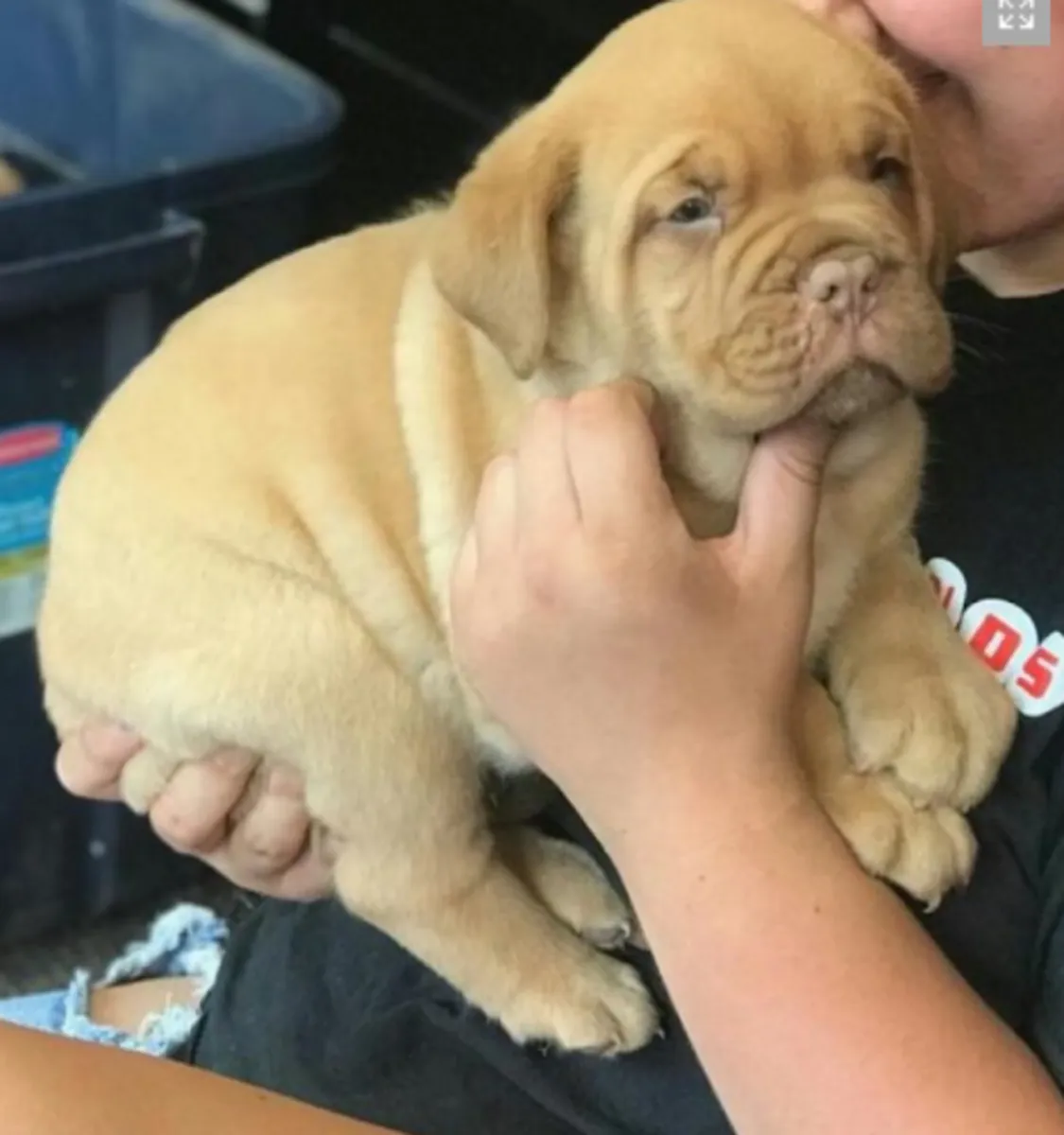 AKC注册的波尔多犬幼犬