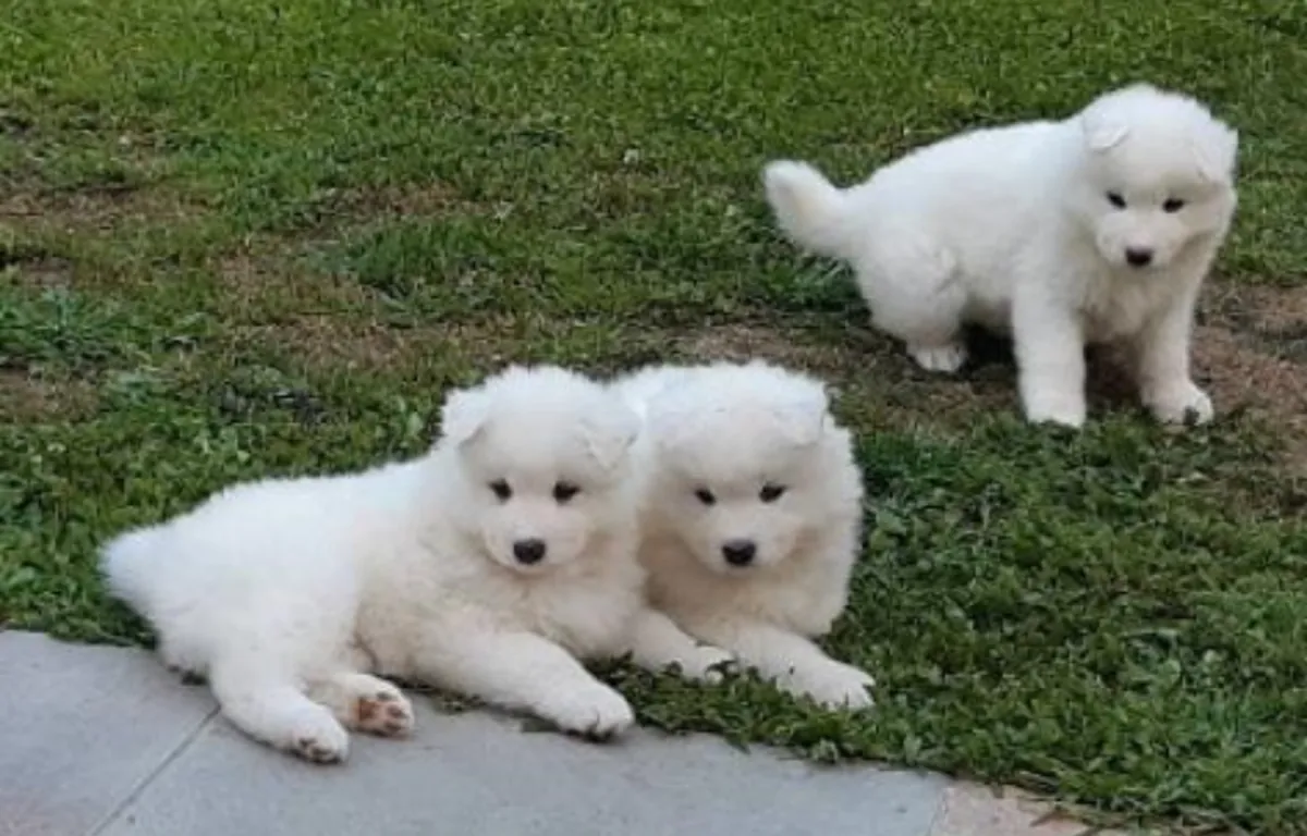 美丽的萨摩耶幼犬，AKC注册，出售