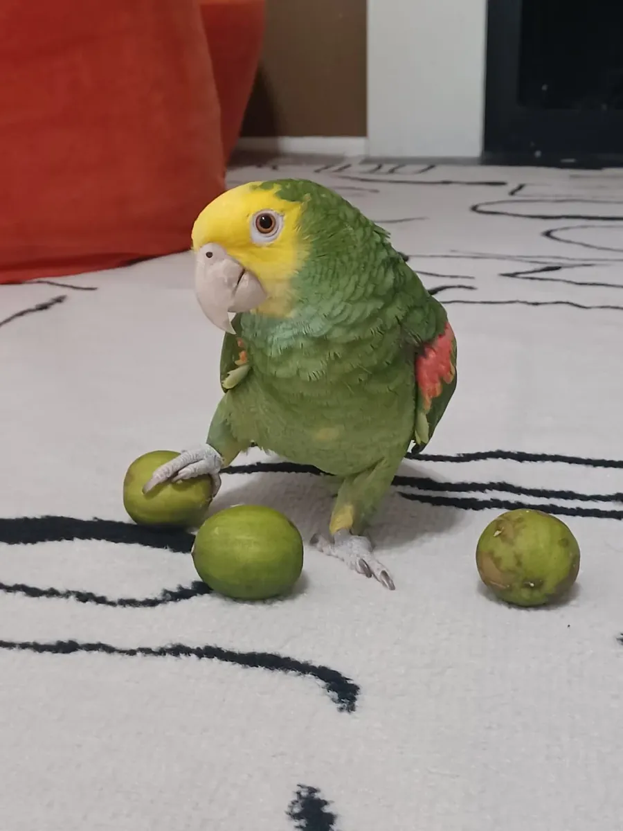 Size gerçekten tepki veren bir Amazon papağanı