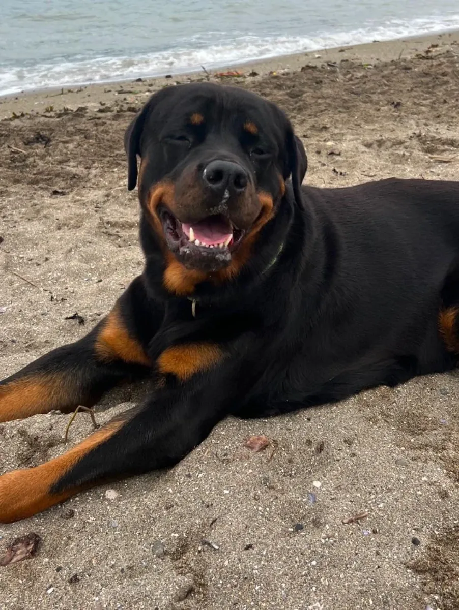 Rottweiler cinsi, içi sakin, dışı ciddi.