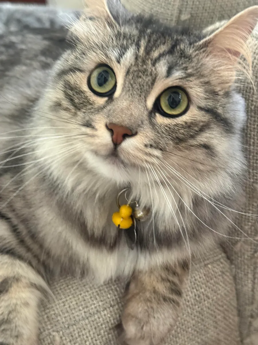 kendi halinde takılan kedi