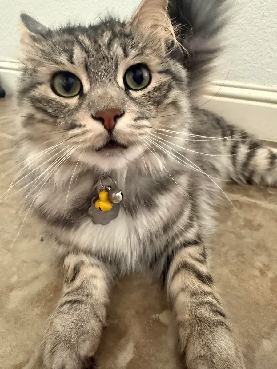 kendi halinde takılan kedi