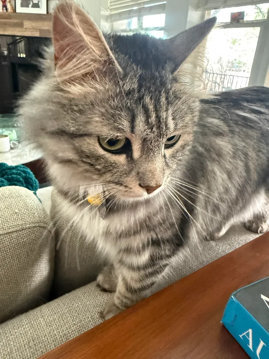 kendi halinde takılan kedi