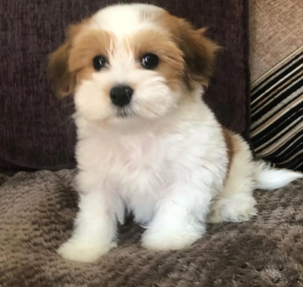 Cachorros Havanés puros en venta