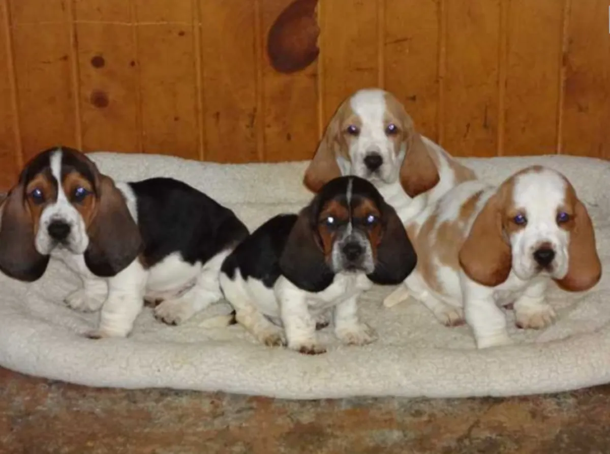 Cachorros Basset Hound registrados en el AKC en venta