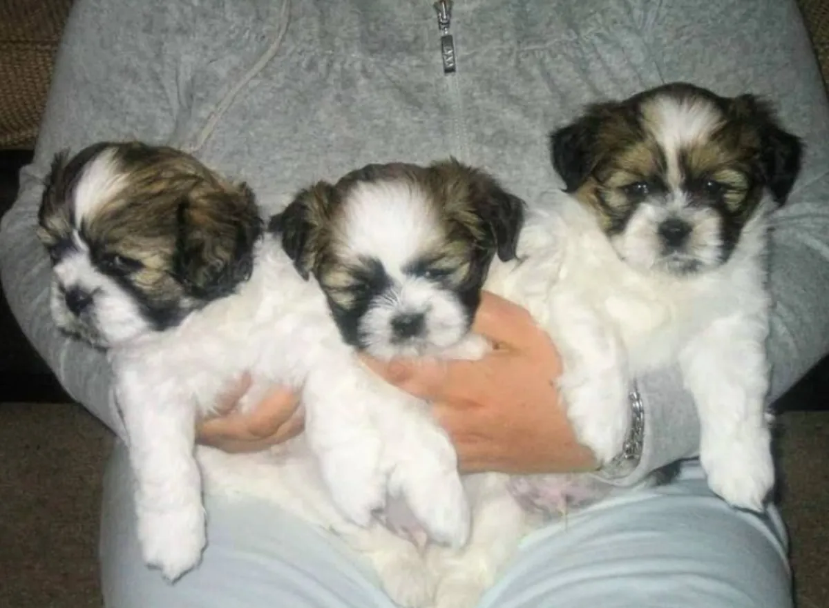 Cachorros Lhasa Apso