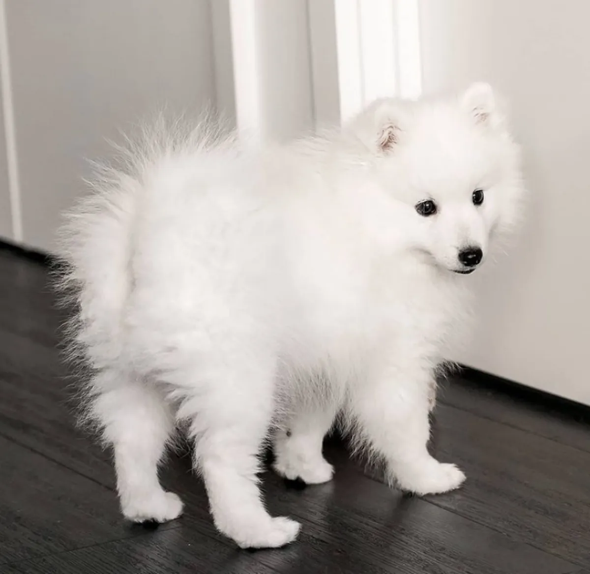 Cachorros Spitz Japonés con registro AKC