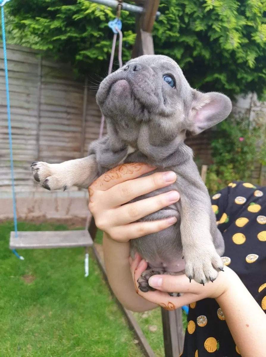Franse Bulldog-puppy's zoeken een nieuw thuis