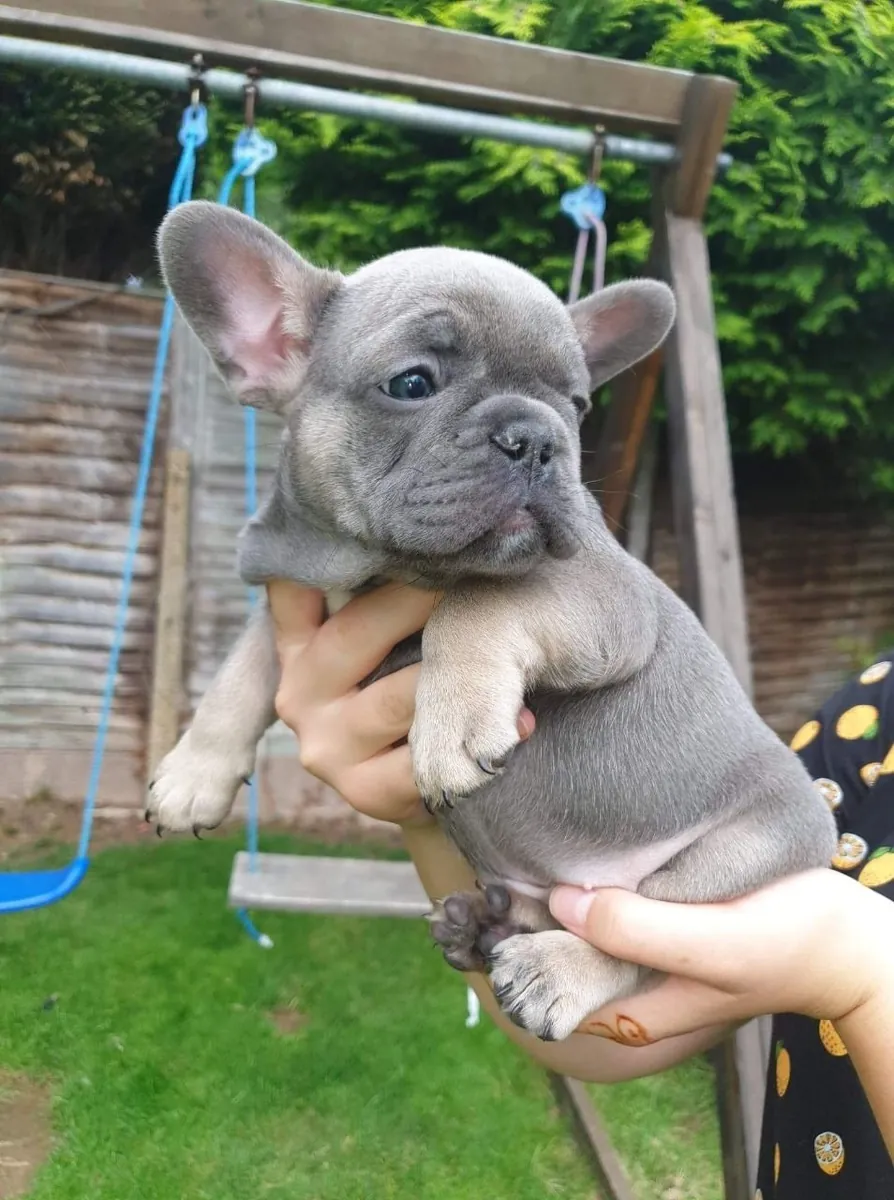 Chiots Bulldog Français