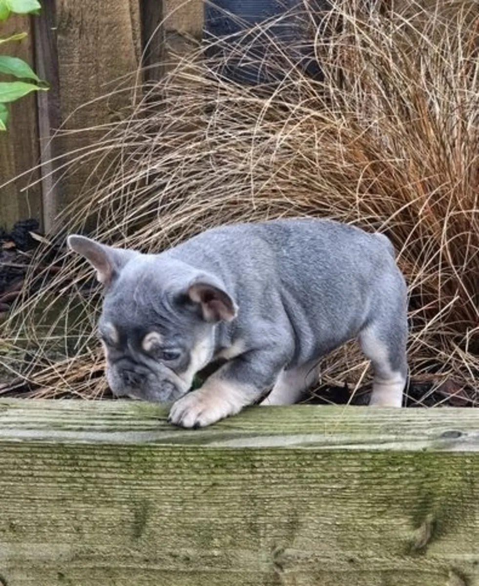 Lieve en schattige Franse Bulldog-puppy's ter adoptie