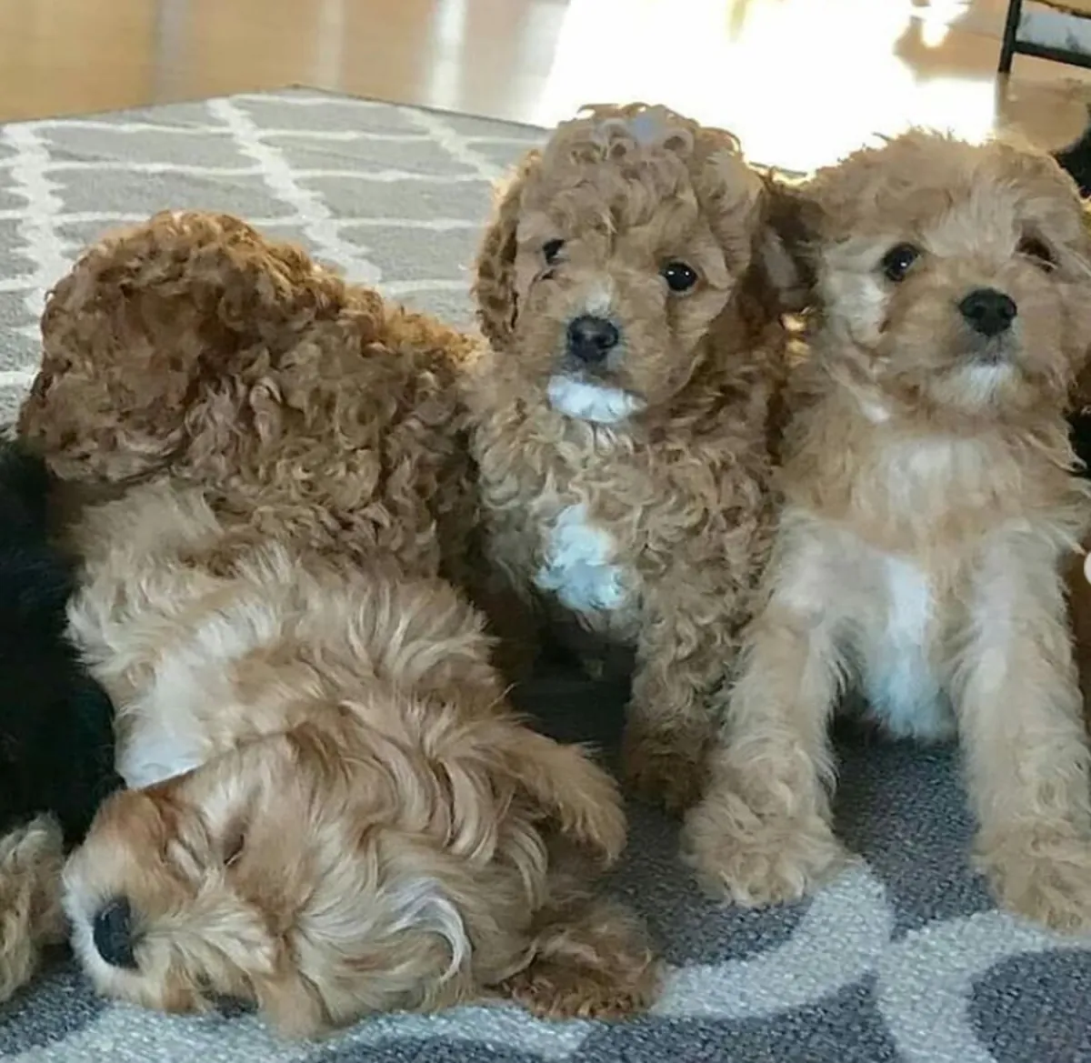 Cachorros Cavapoo