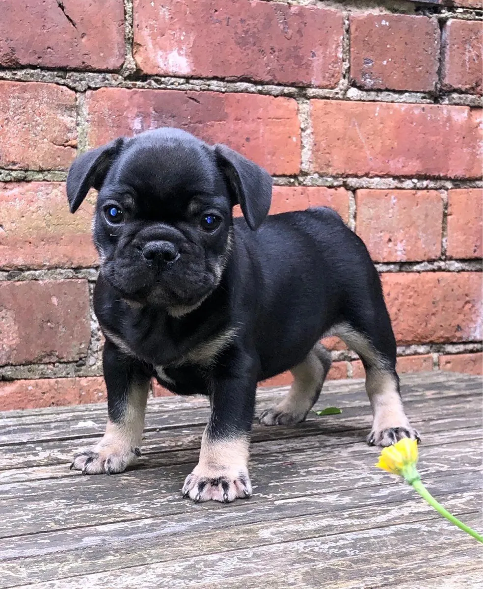 Schattige Franse Bulldog-puppy's zoeken een nieuw gezin