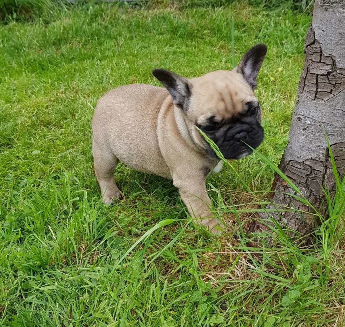 Vriendelijke Franse Bulldog-puppy's zijn nu beschikbaar