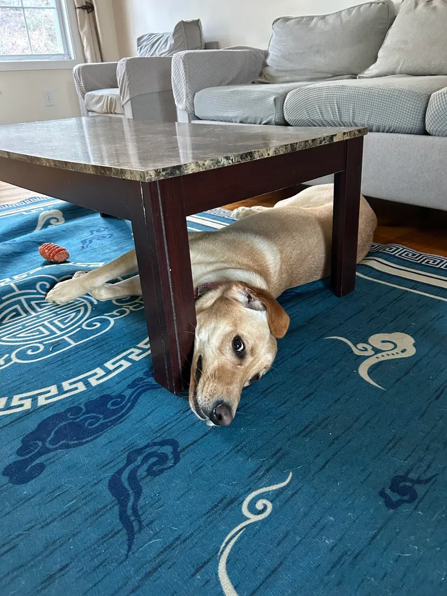 Labrador, biraz karmaşık bir durum.