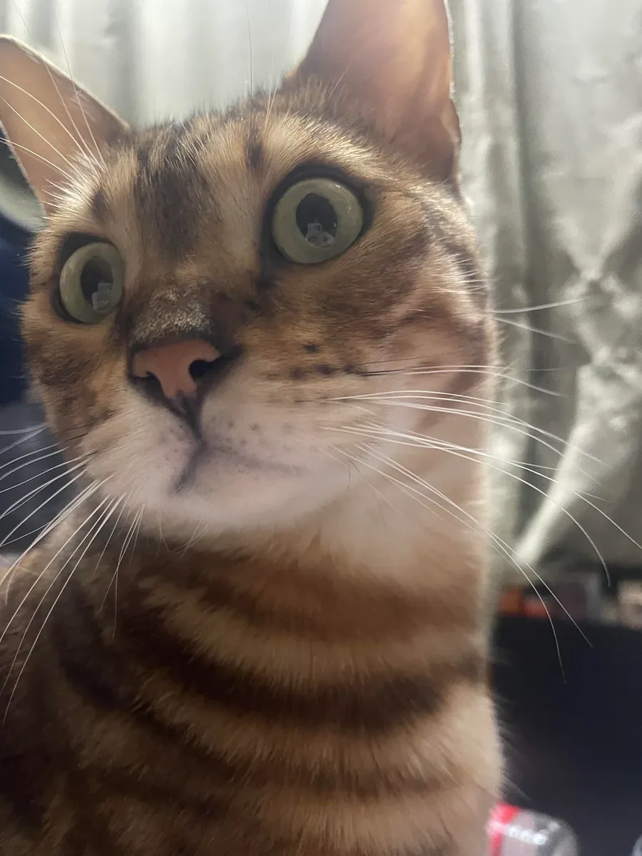 Oldukça sıra dışı bir Bengal kedisi