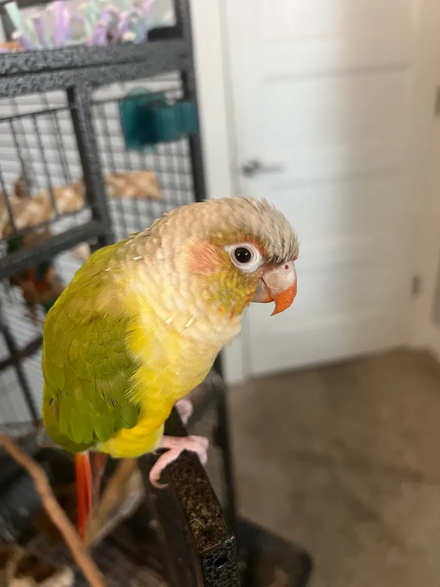 Gözden kaçmayan bir konur papağanı