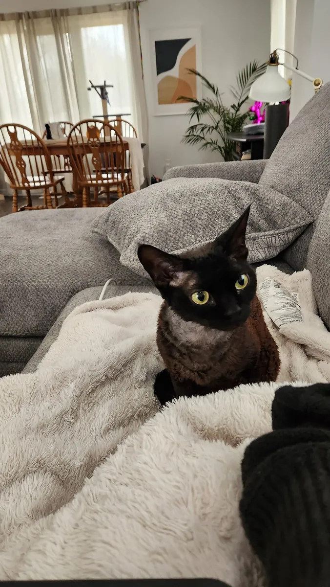 Devon Rex cinsi kedi, özel karakter