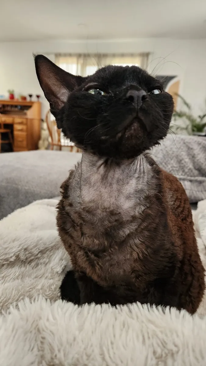 Devon Rex cinsi kedi, özel karakter