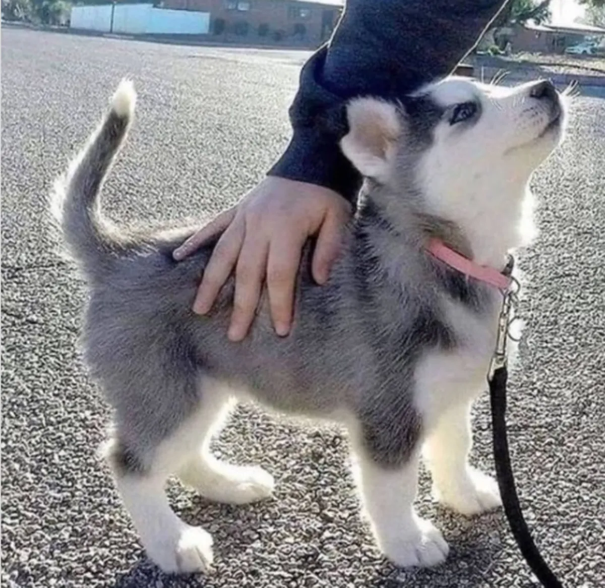 Cadeau Chiots Husky Sibérien disponibles à l'adoption