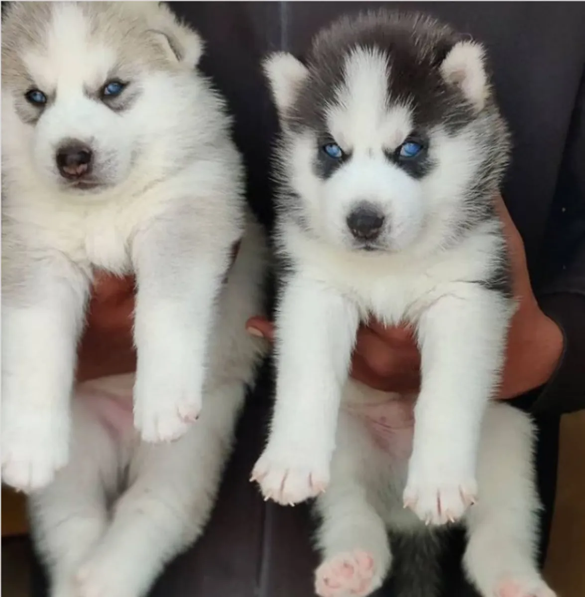 Gift Siberian Husky Puppies available