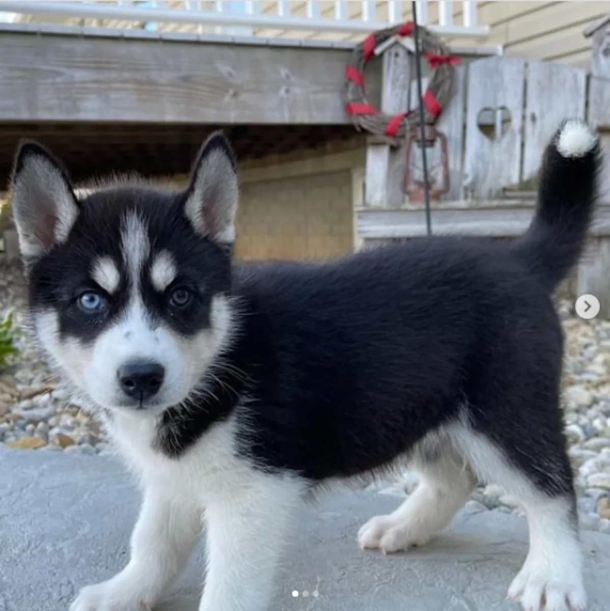 Gift Siberian Husky Puppies