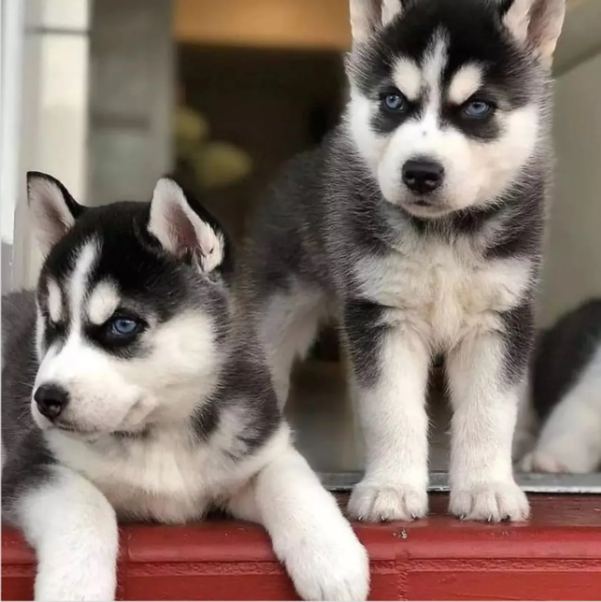 免费西伯利亚哈士奇幼犬可供领养