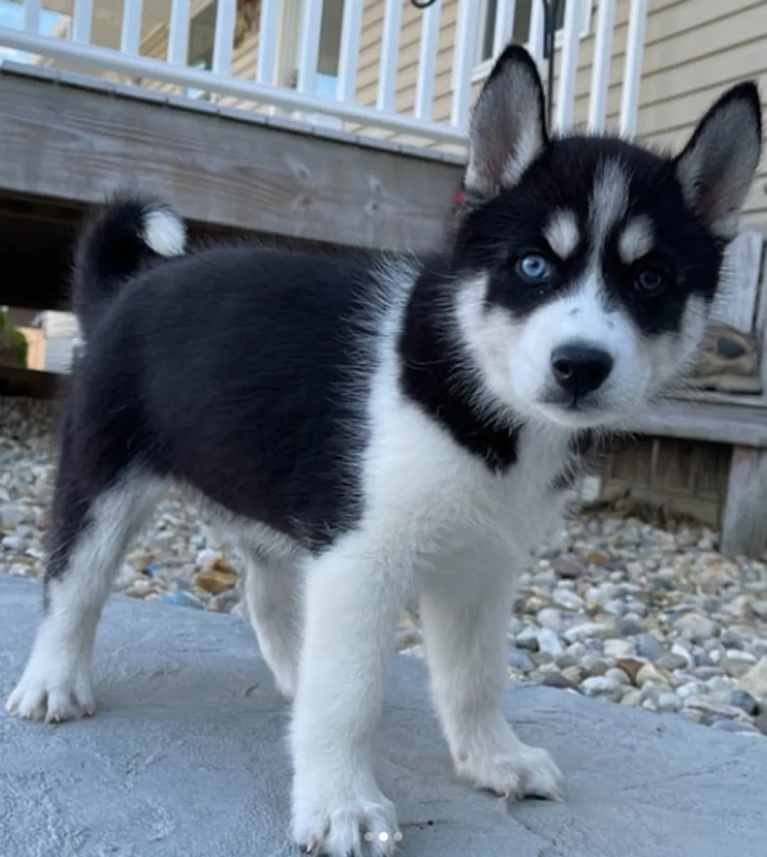 Gift Siberian Husky Puppies available for adoption