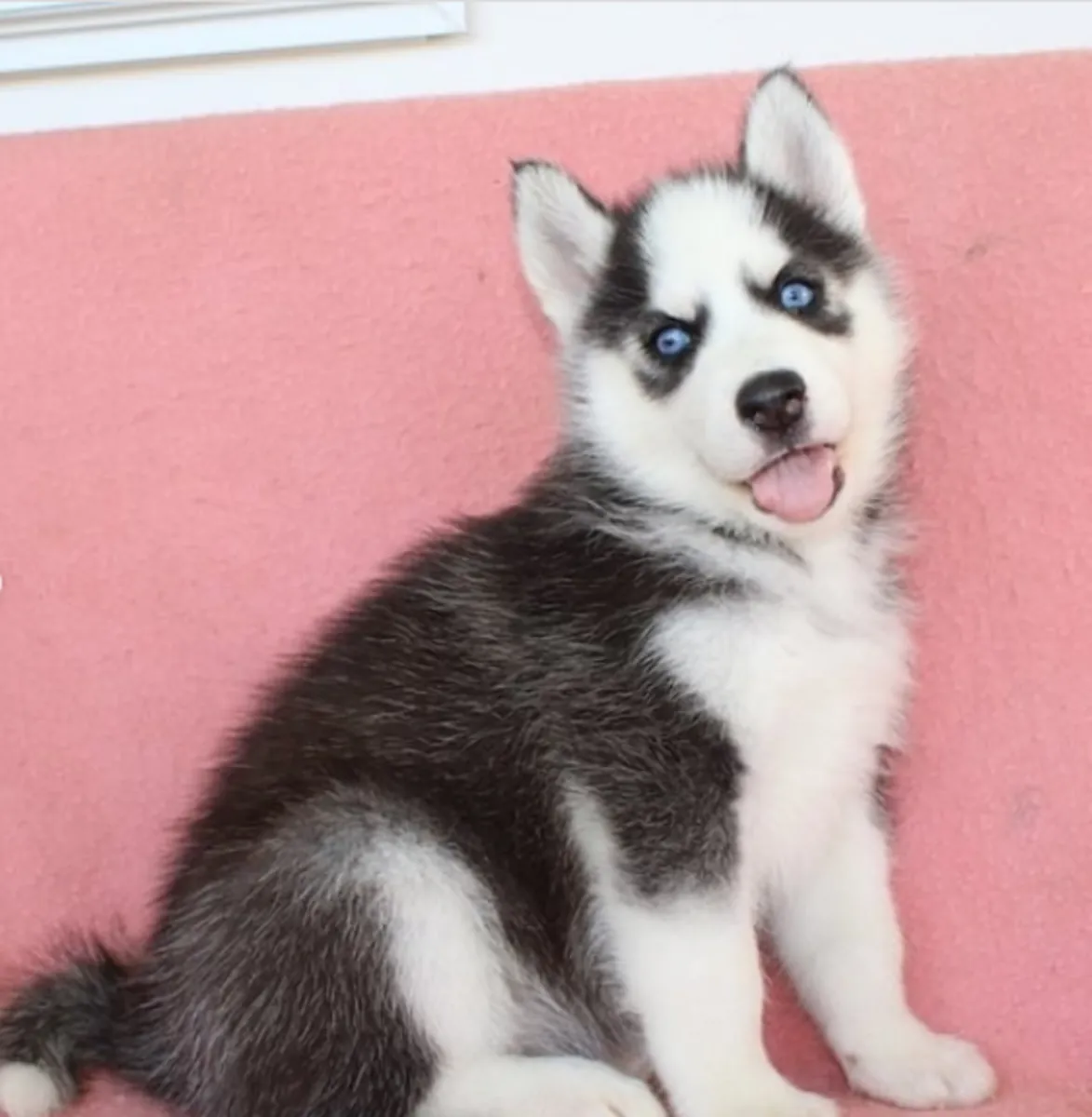 Chiots Husky Sibérien disponibles pour