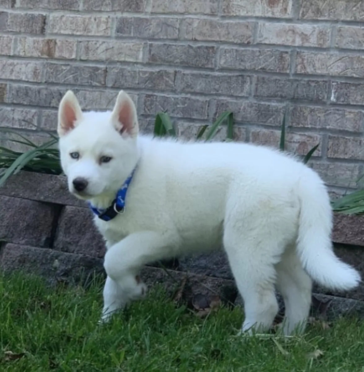 free Siberian Husky puppies available for adoption
