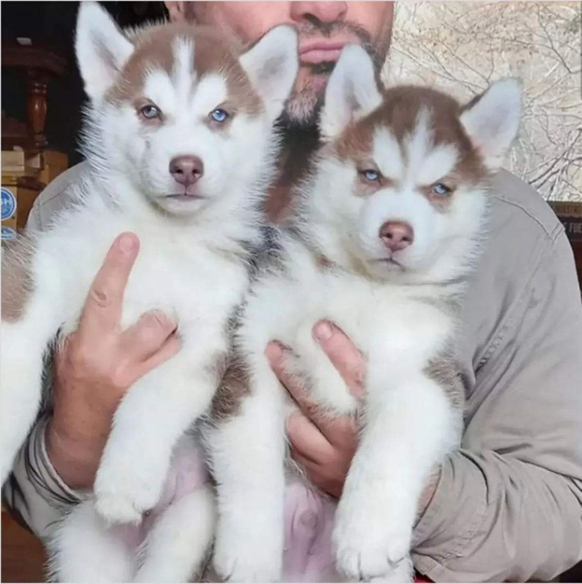 Gift Siberian Husky Puppies