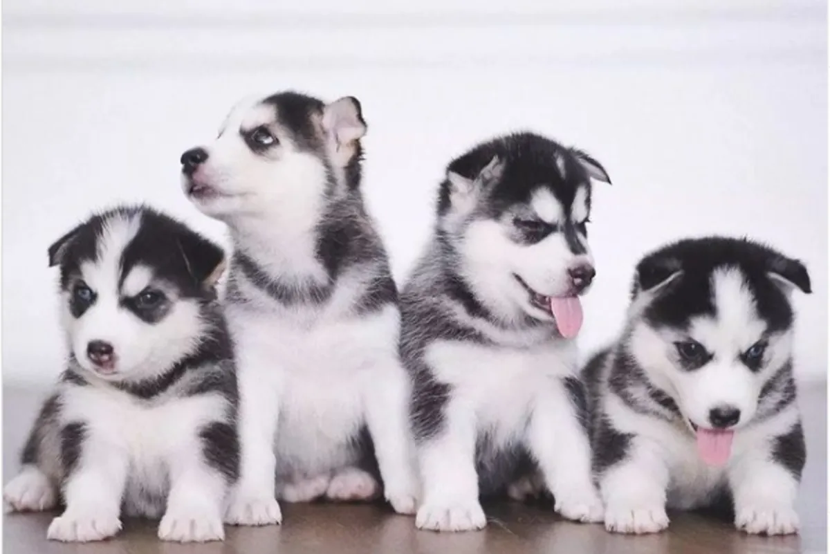 Gift Siberian Husky Puppies Available