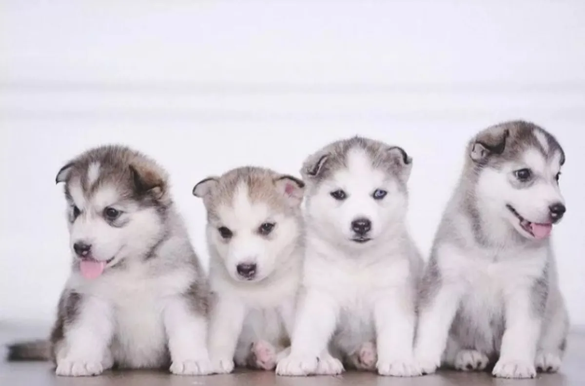 Siberian Husky Puppies available for adoption
