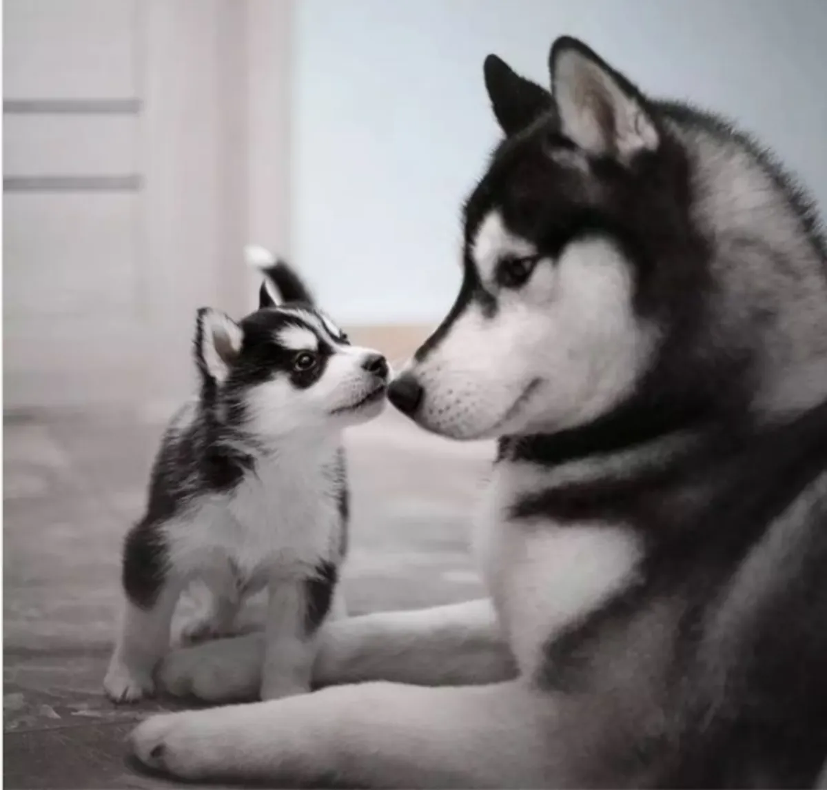 Siberian Husky Puppies Available for