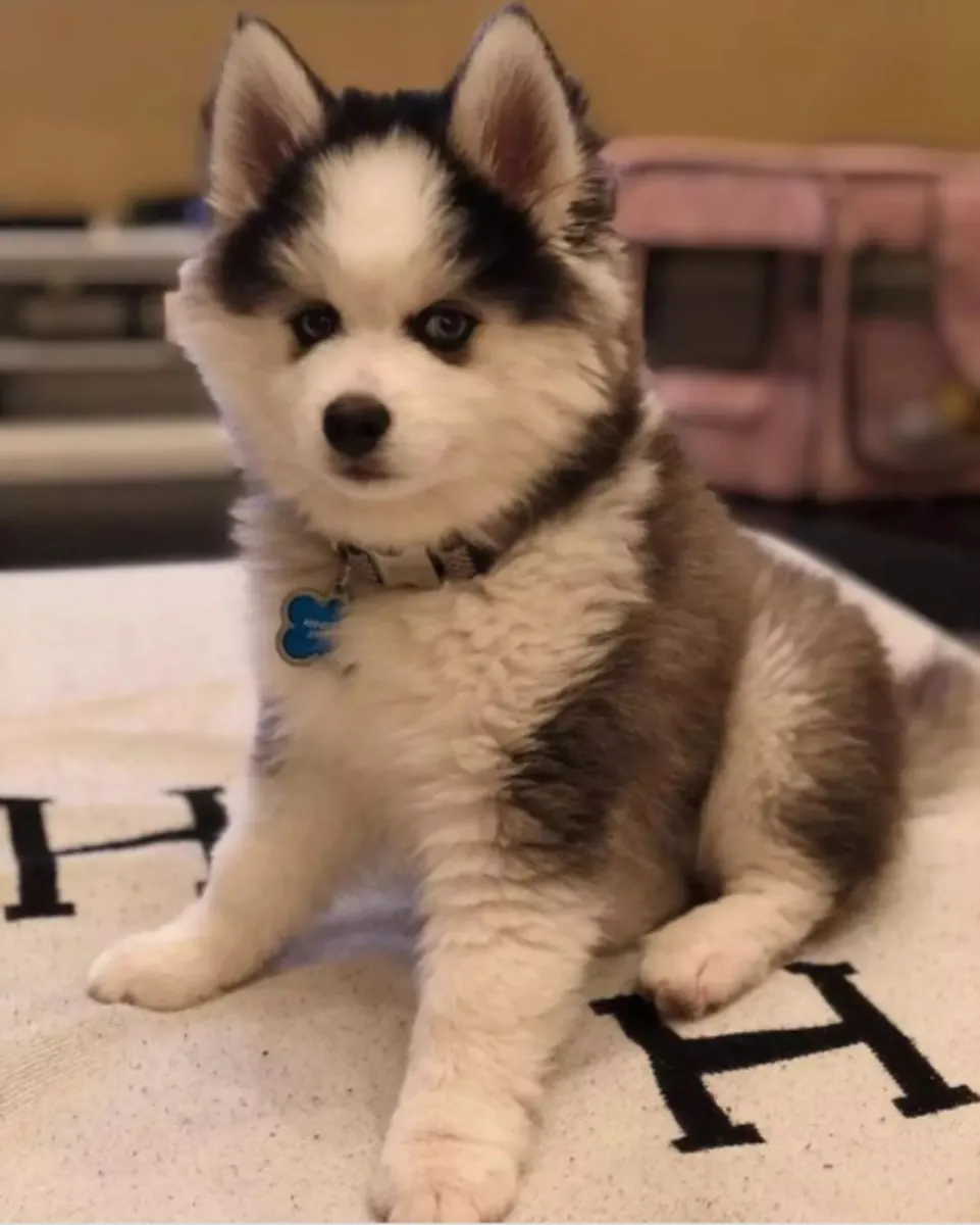 Gift Siberian Husky Puppies