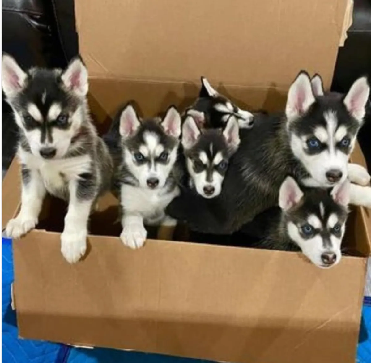 free Siberian Husky puppies available for adoption