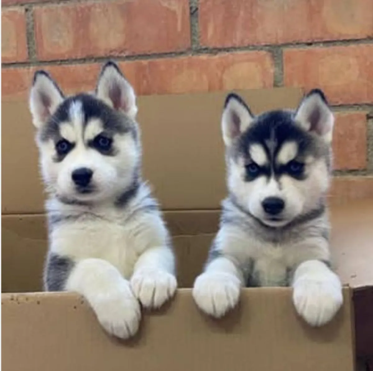 Adorable Siberian Husky Puppies Available