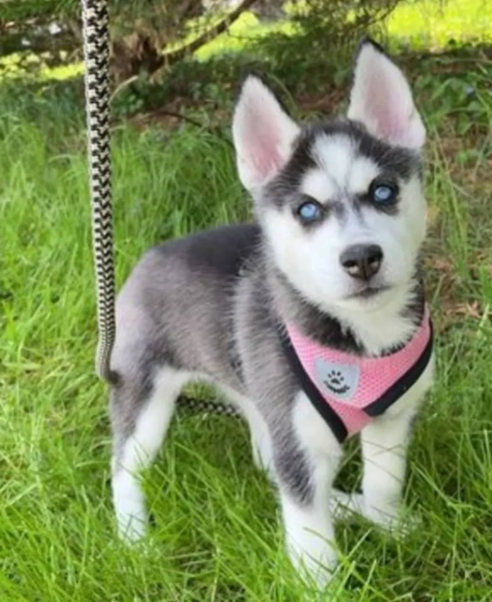 Gift Siberian Husky Puppies
