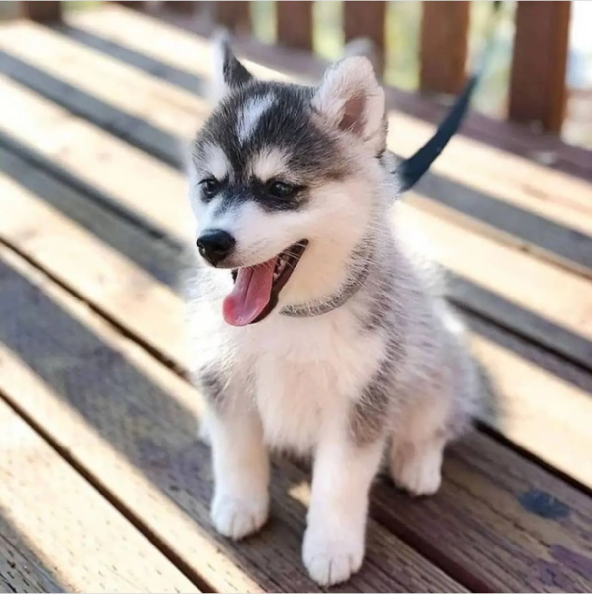Siberian Husky Puppies available for adoption