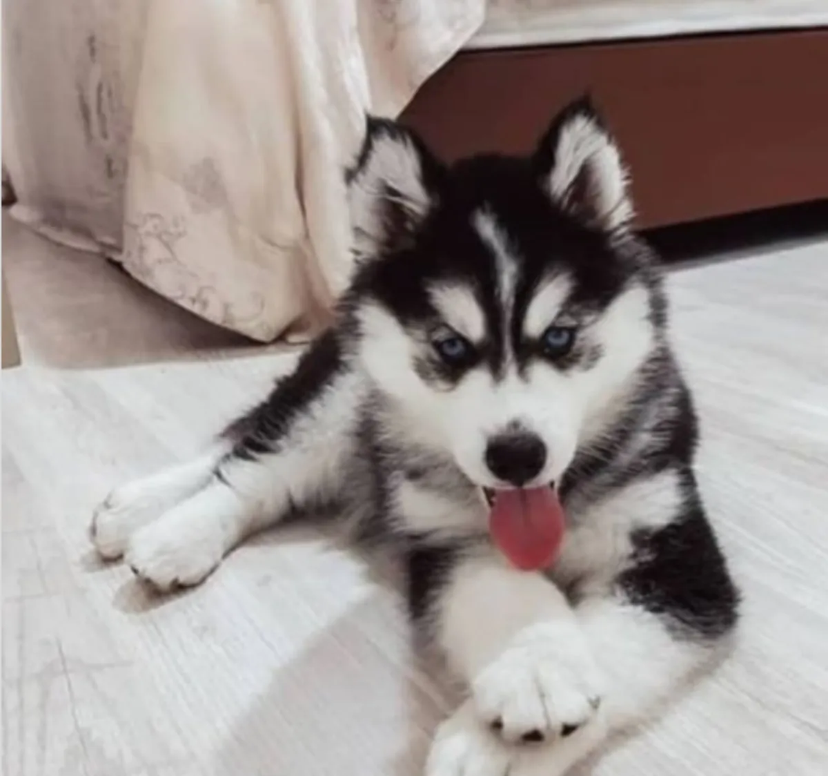 Gift Siberian Husky Puppies Available
