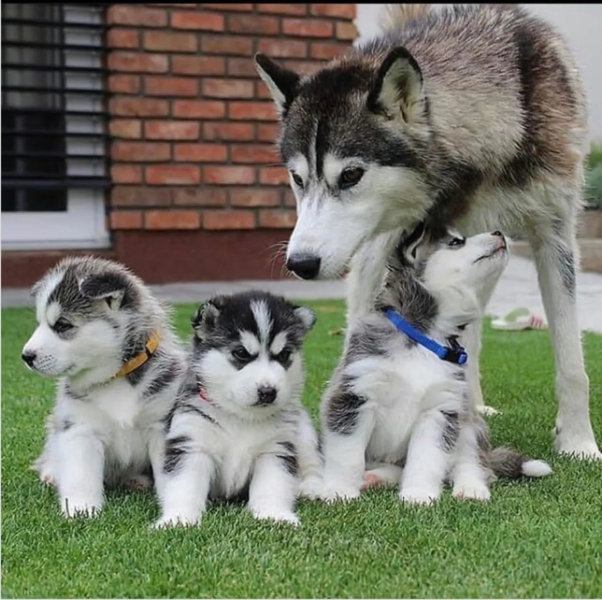 Adorable Siberian Husky Puppies Available