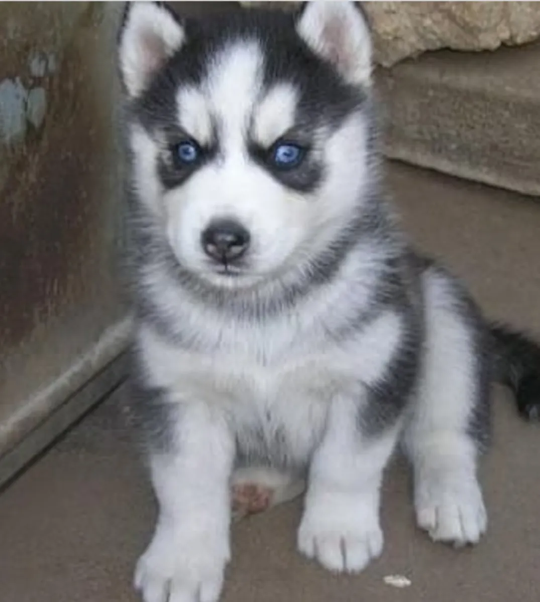 Siberian Husky puppies available for