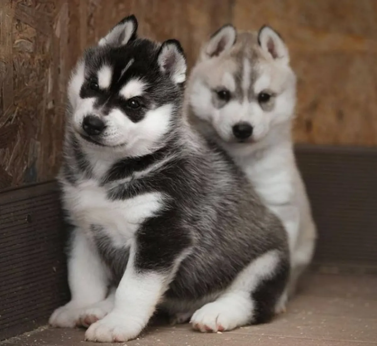 Gift Siberian Husky Puppies